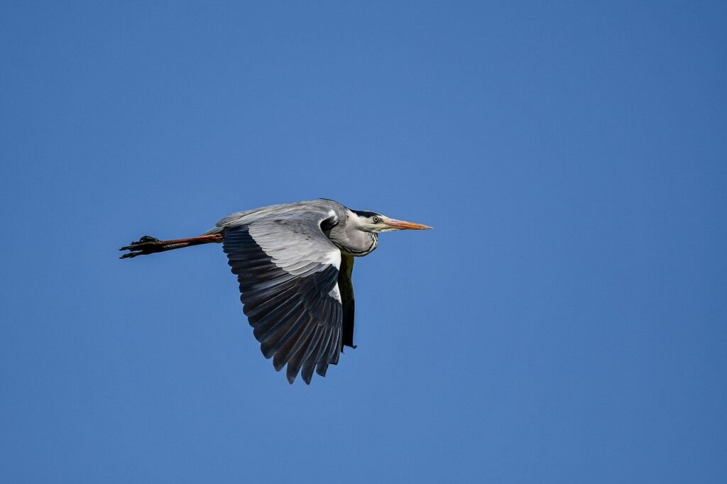 rachel carson silent spring apush definition