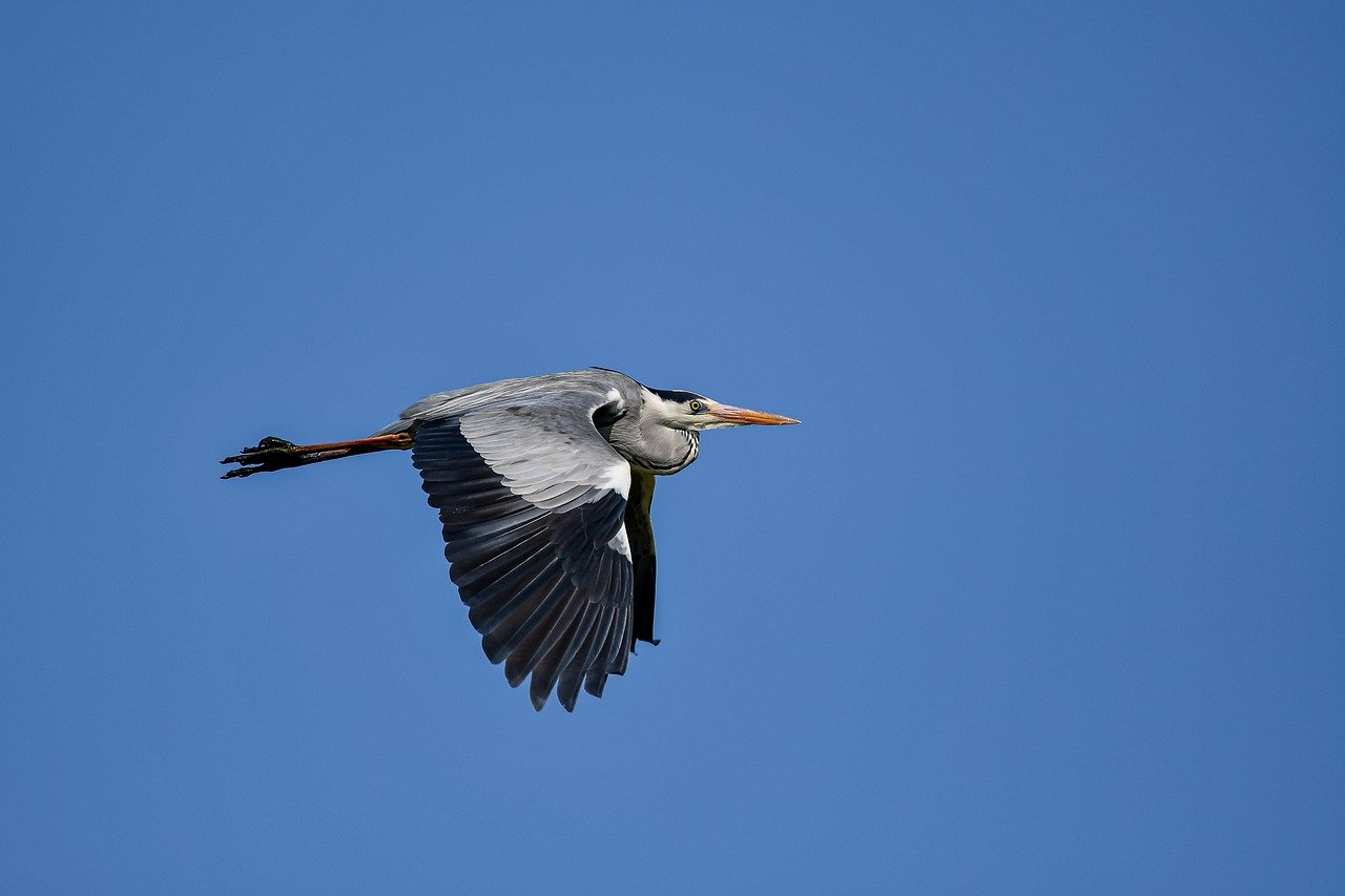 rachel carson silent spring apush definition