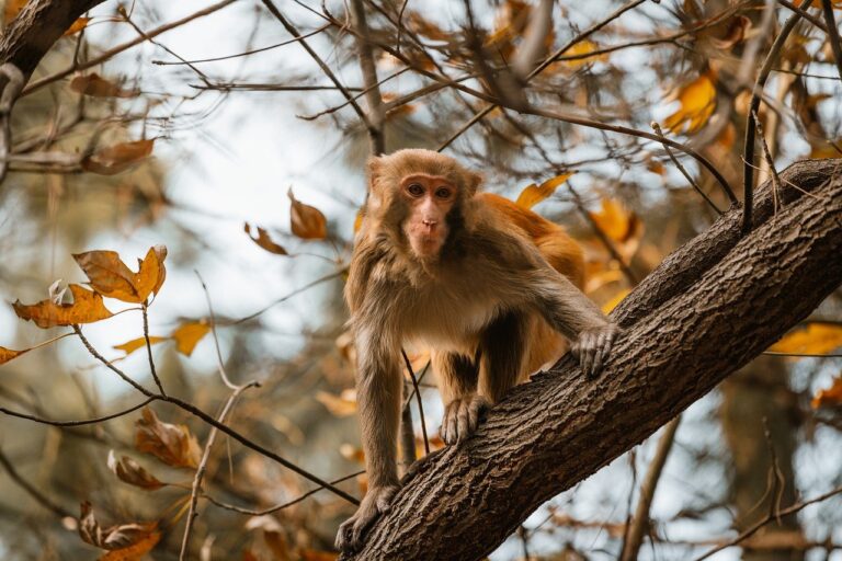 rod stewart biggest concert ever 1994