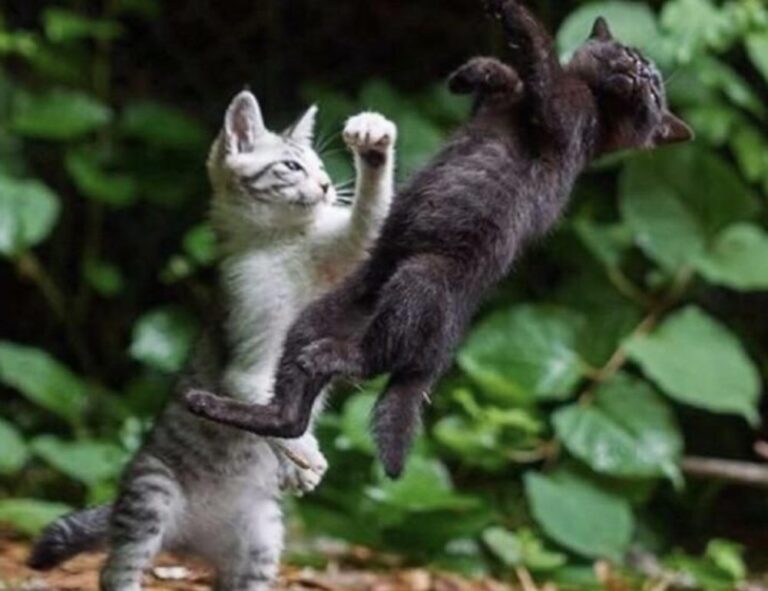 athletic meal recipe twspoondietary