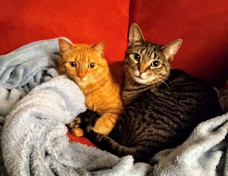 athletic meals twspoondietary