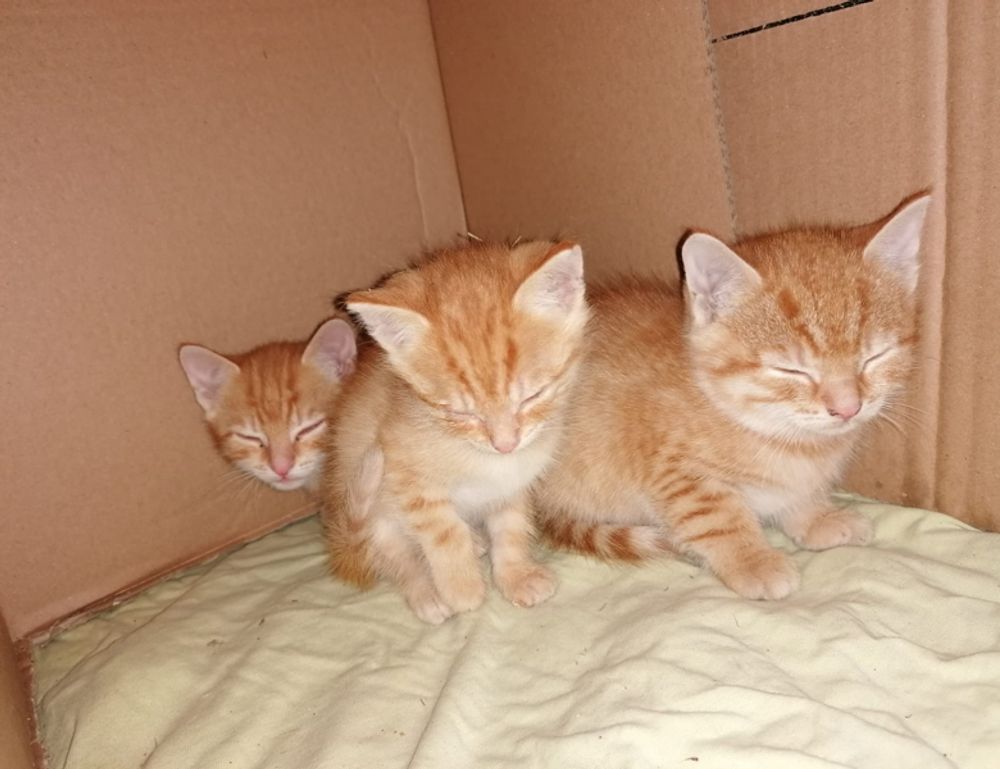 fitness advice lwspeakfit