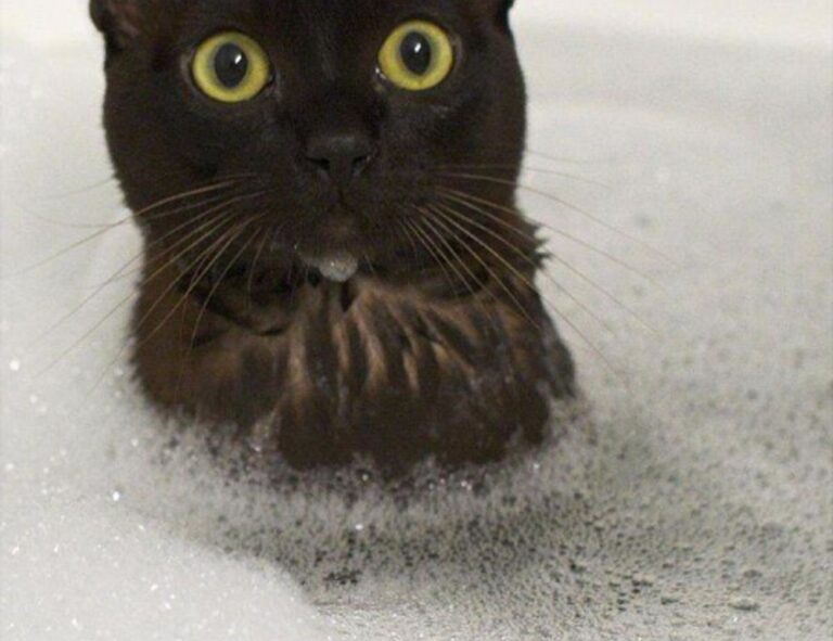 fitness guide lwspeakfit