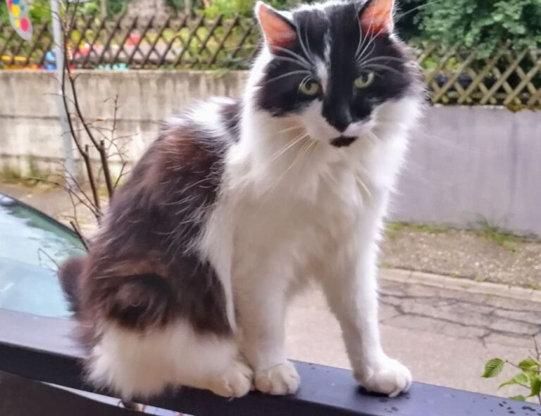 how important is medicine shmgmedicine