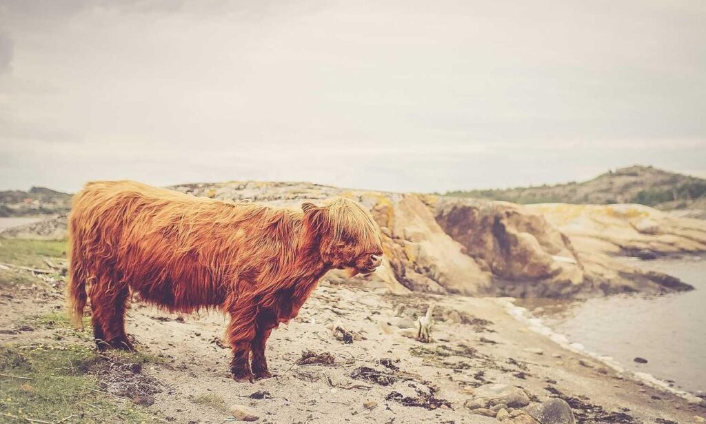 how medicine is made shmgmedicine