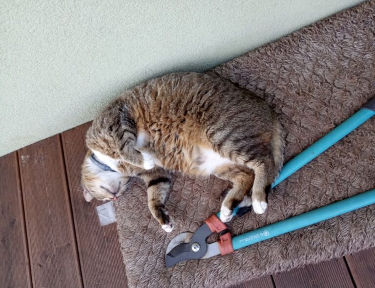 how to download widdeadvi in pc windows 7