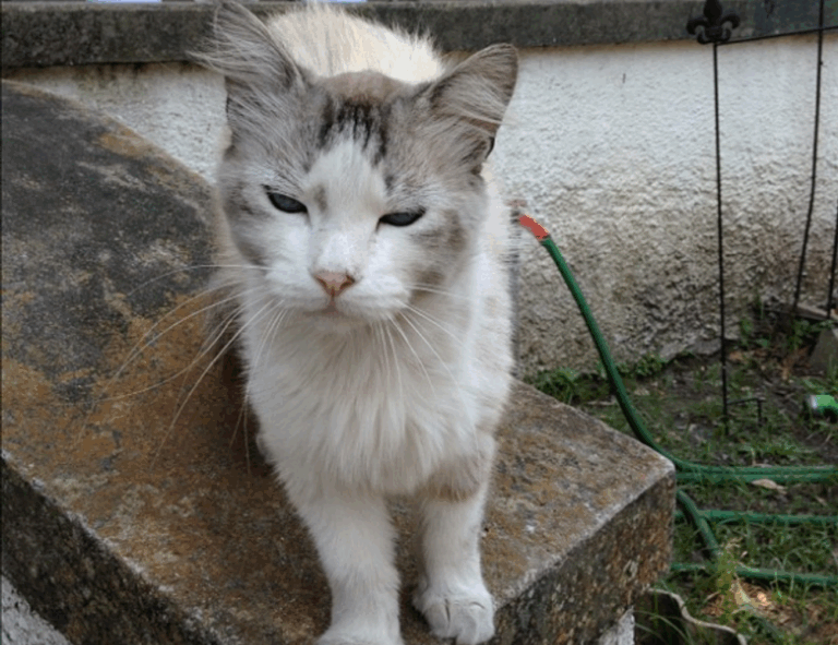 medication tips shmgmedicine