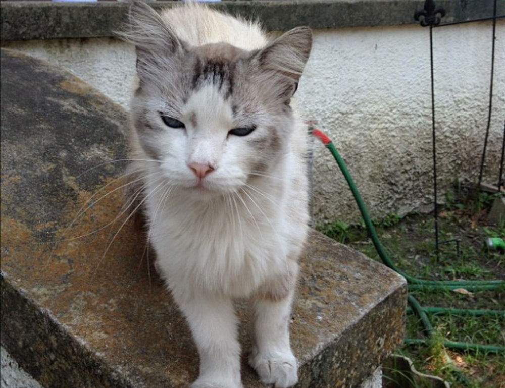 medication tips shmgmedicine