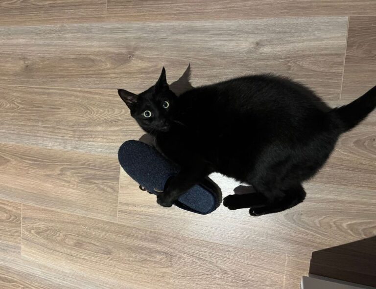 medicine guide shmgmedicine