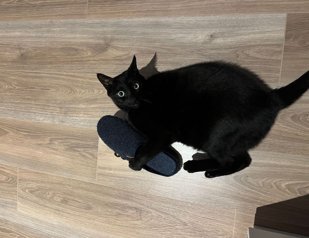 medicine guide shmgmedicine