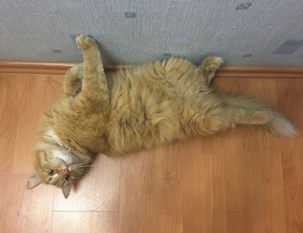 weight loss guide lwspeakfit