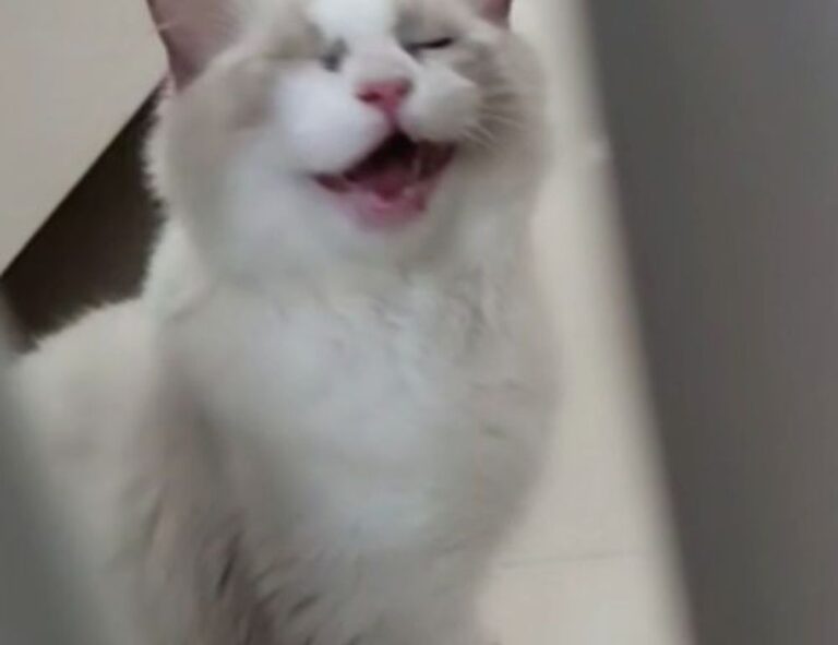 what medicine contains caffeine shmgmedicine