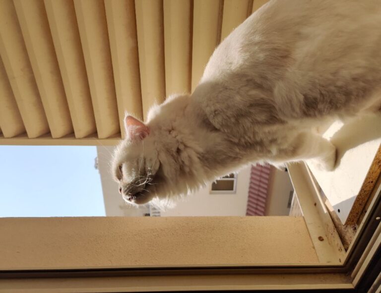 why sumcuyu high in potassium