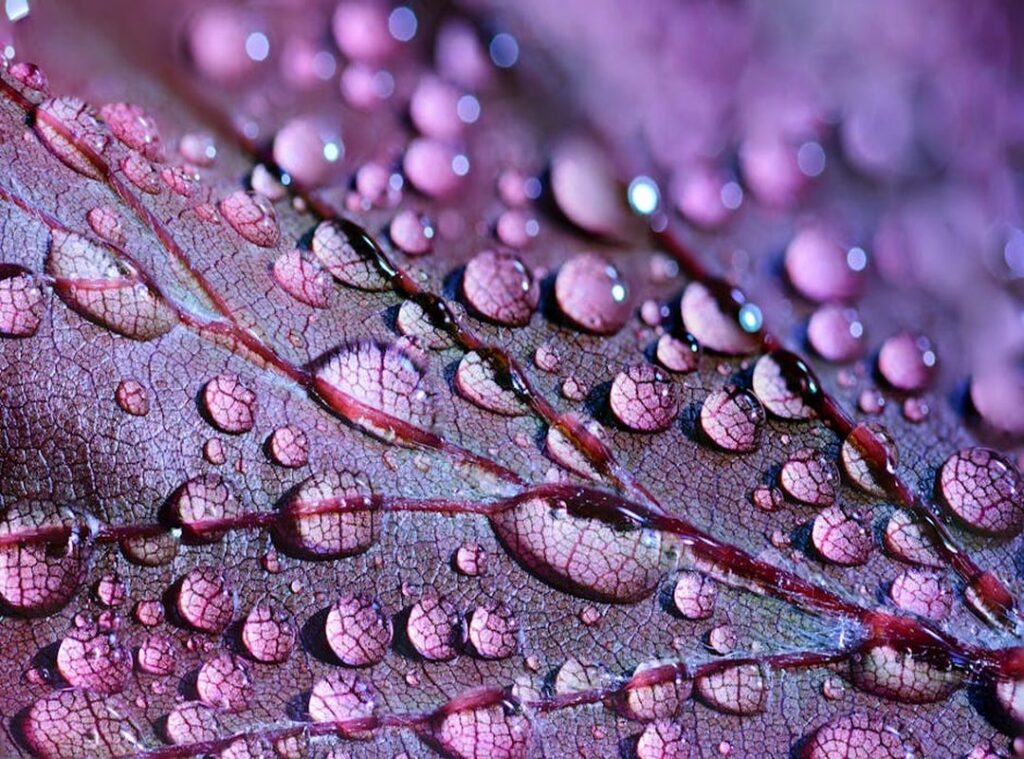 Jalbitehealth Guides