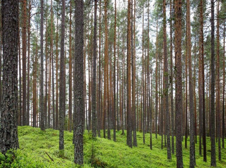 bliksem in haar scheren