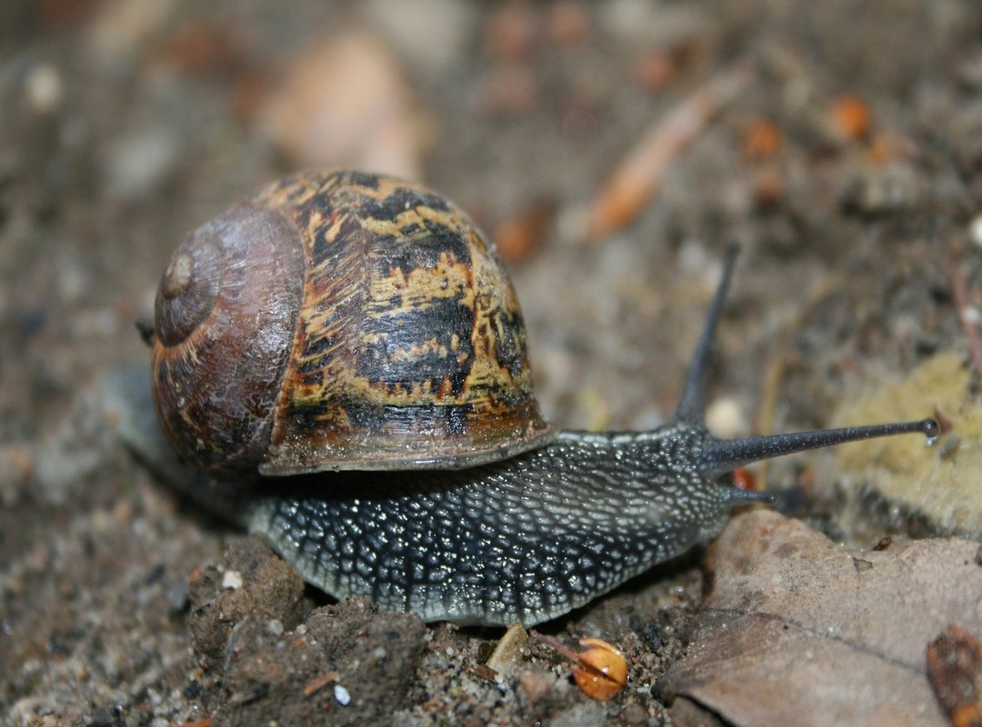 5 Hilarious 'Zorionak Zuri' GIF Ideas to Get You Started