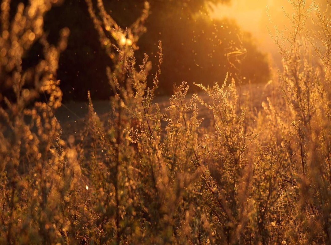 Common Questions and Quick Fixes for the Shia700