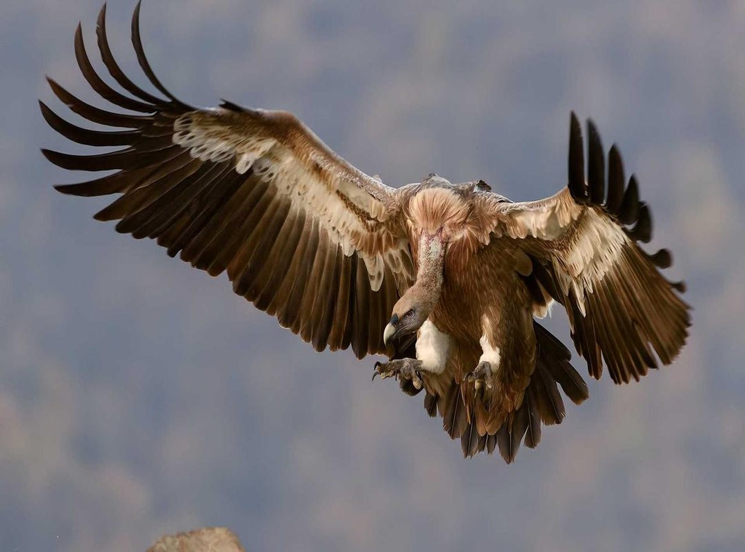 Beyond the Official Store: Finding Unique Custom & Fan-Made Outfits